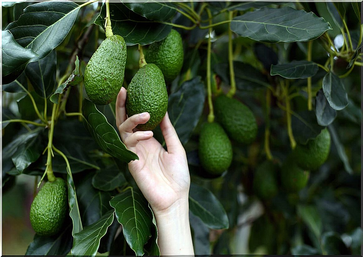 Avocado plant