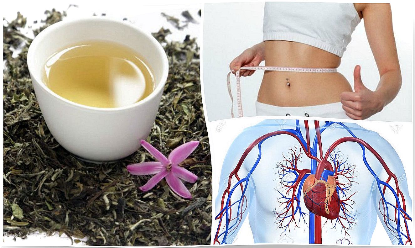 8 reasons to include white tea in your breakfast.  You'll love it!