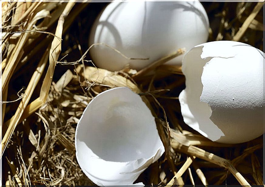 Homemade compost from eggshells