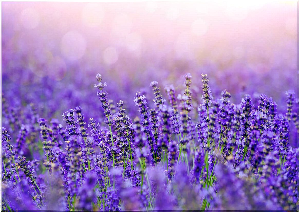 Lavender fields.