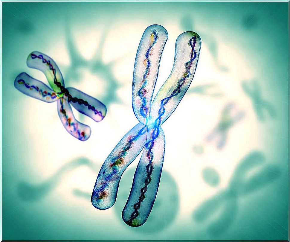 dna chromosomes