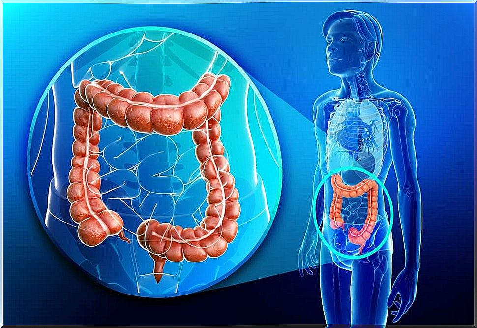 Large intestine and the excretory system