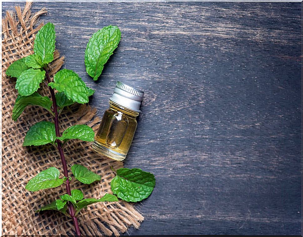 Learn about all the benefits of peppermint oil for your body health