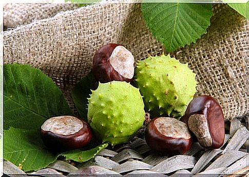 Horse chestnut is one of the medicinal plants to treat varicose veins