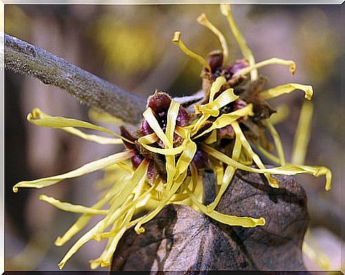 Witch hazel is one of the medicinal plants to treat varicose veins