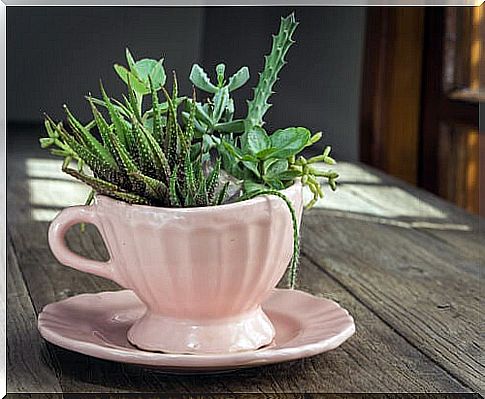 Cactus in a cup of tea.