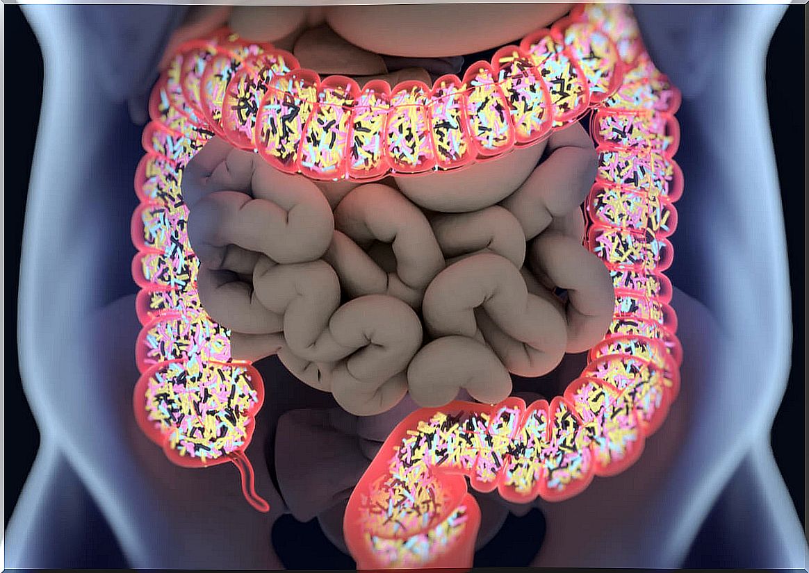 Gut microbiota