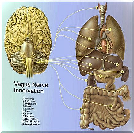 vagus nerve