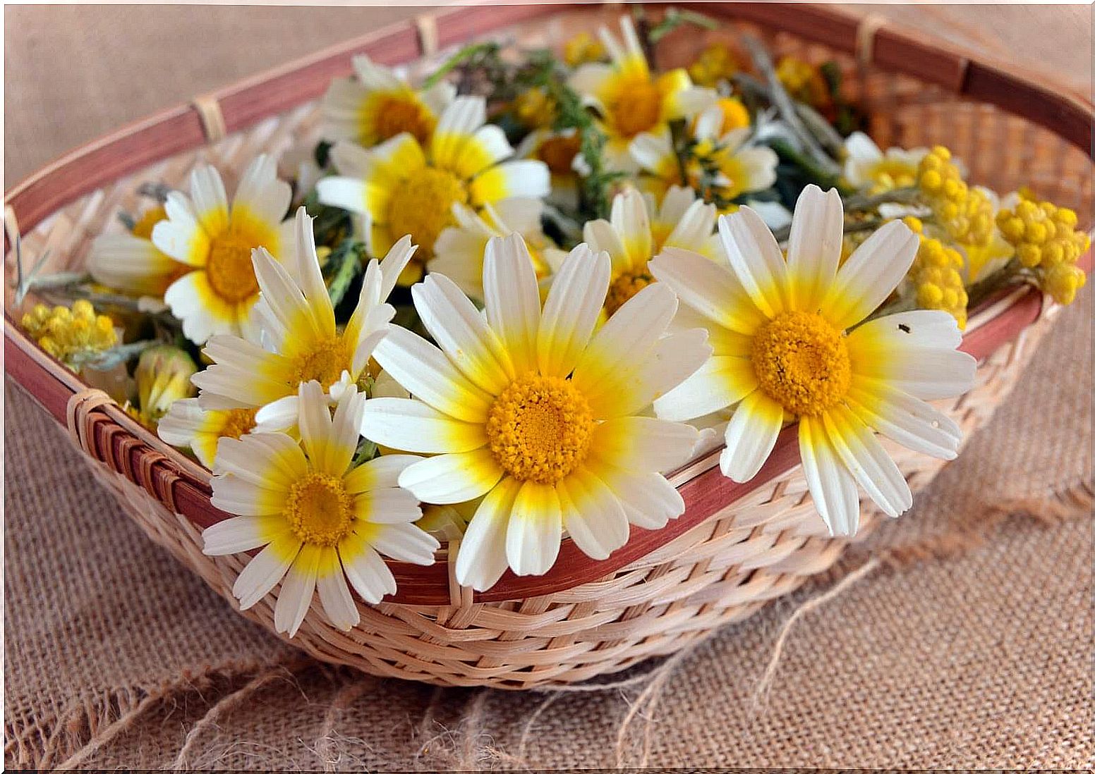 camomile