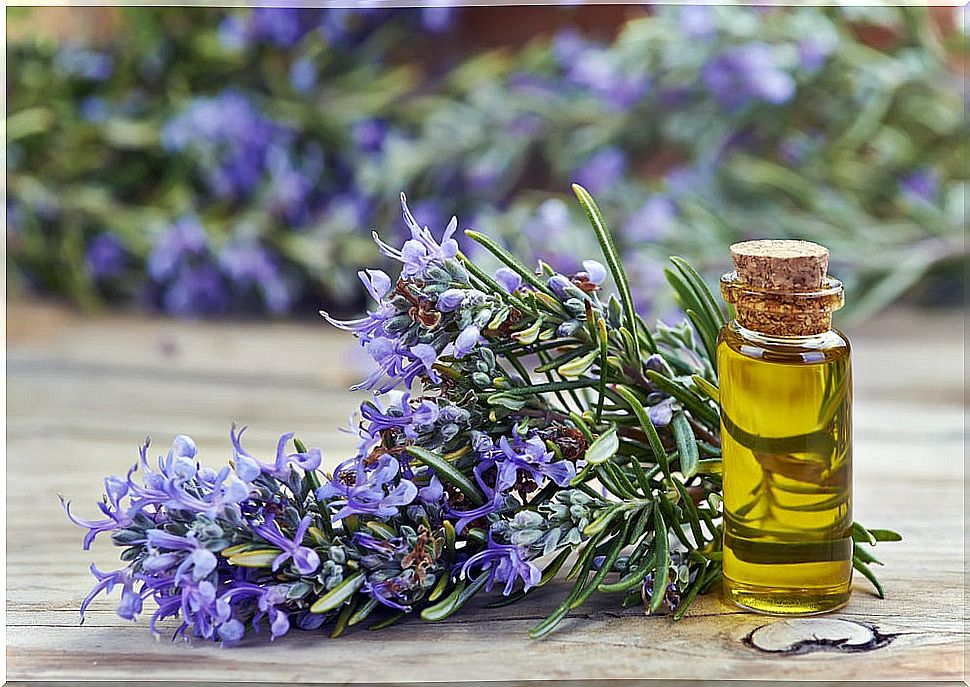 Uses of rosemary oil that you may not know