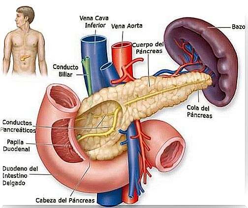 pancreas